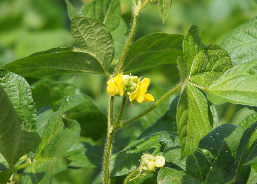 丹波大納言小豆の花が咲いています。